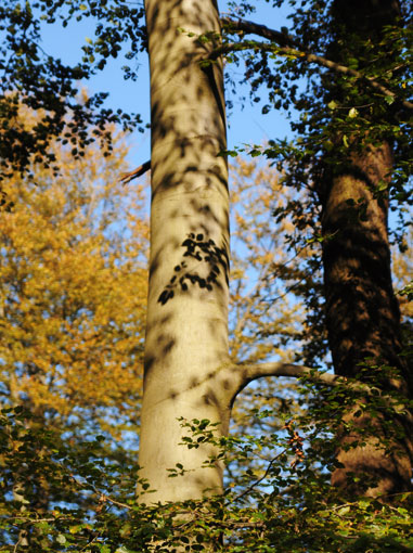 mauritzbaum